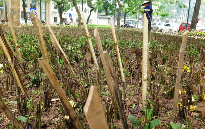 Hà[-]Nội:Cắm[-]chông[-]trong[-]vườn[-]hoa[-]để…[-]ngăn[-]chó